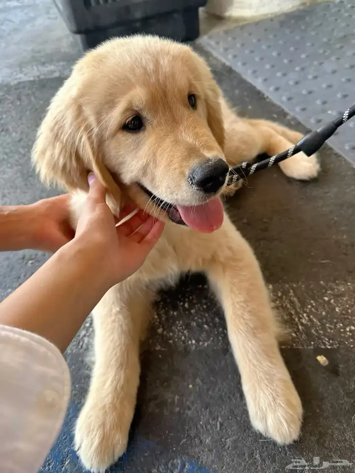 جولدن ريتريفر 0