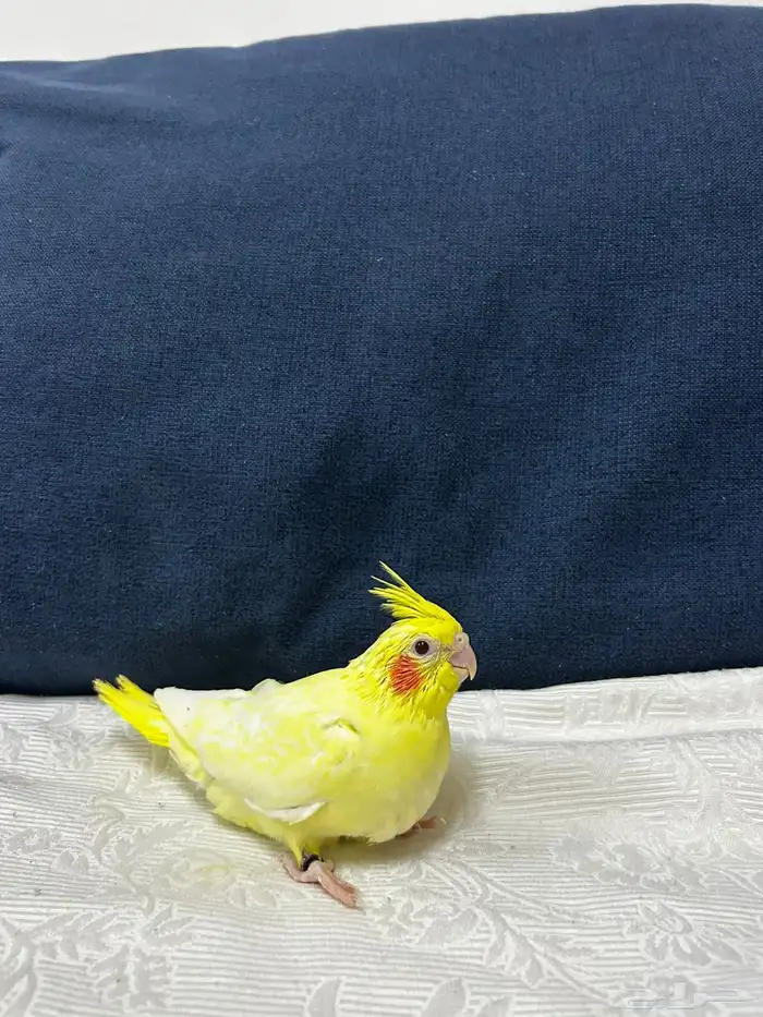 للبيع فرخ كروان غر لاتنيوم عيون حمر محجل 1