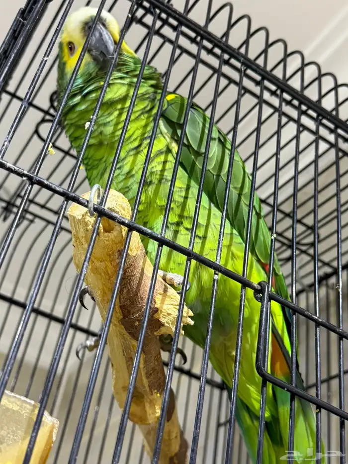 بلوفرنتد امازون 1