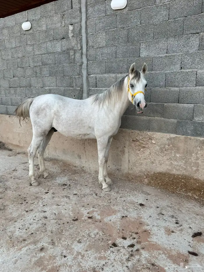 مهر واهو حفيد حرير 0