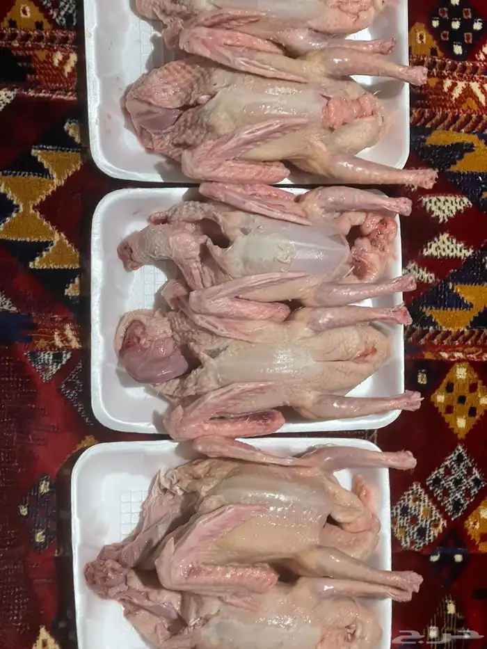 حمام سوبر جامبو 1