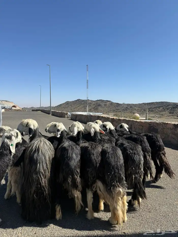 غنم نجد جنب 15 راس 0