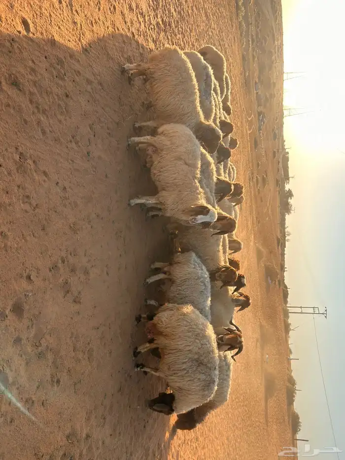 غنم نعيم دفيع 5