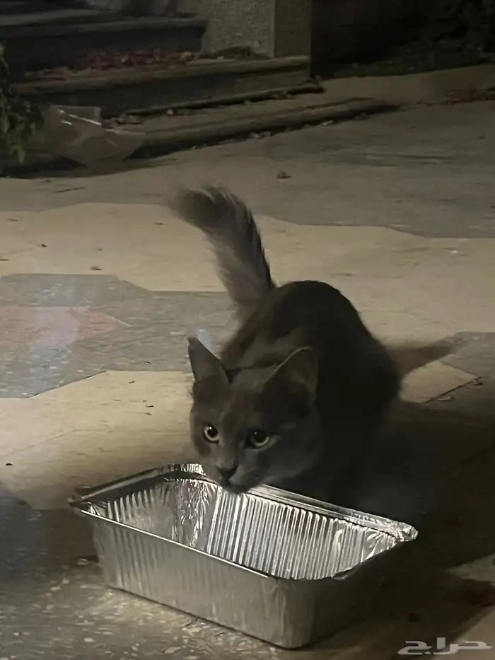 قط ضائع يا سكوتش او روشون بلو 3