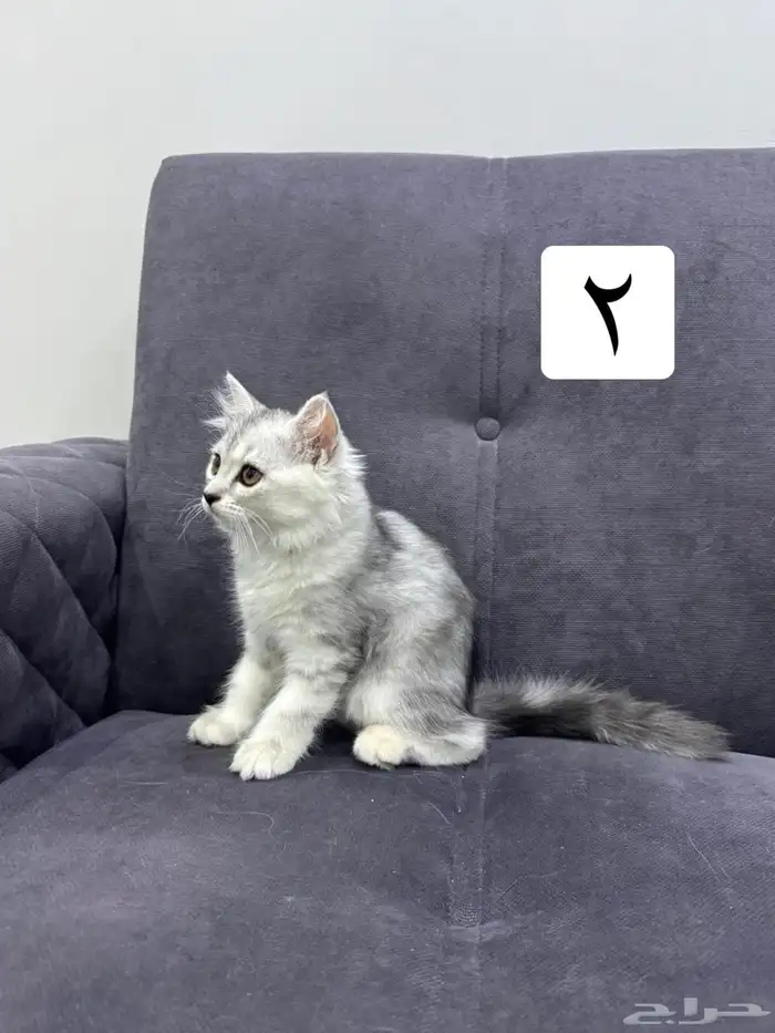 قطط كيتين للتبني 4