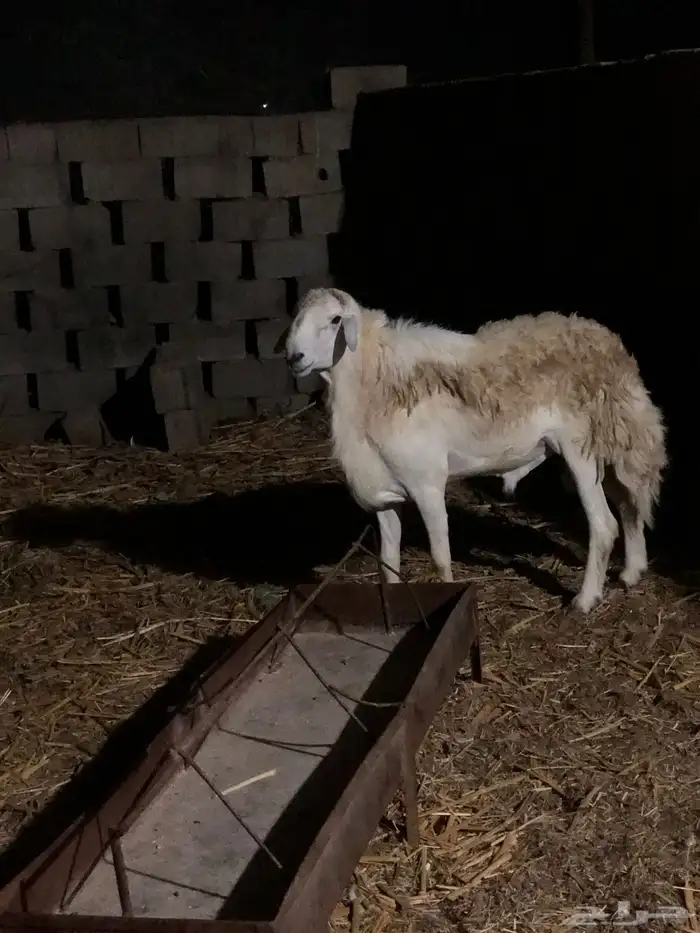 فحل حري مشروط من جميع العذاريب 1