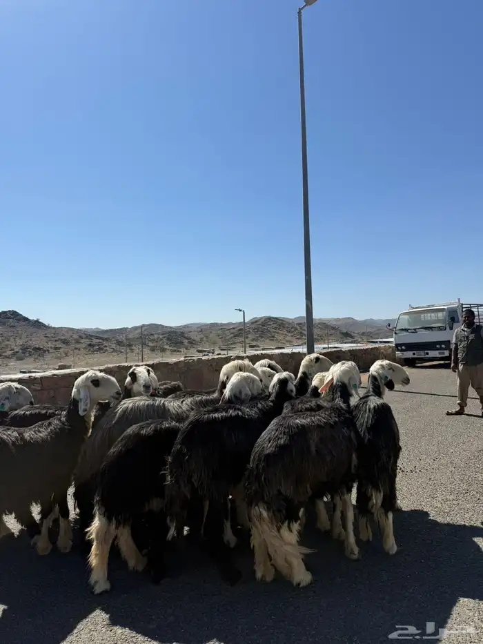 غنم نجد جنب 15 راس 3