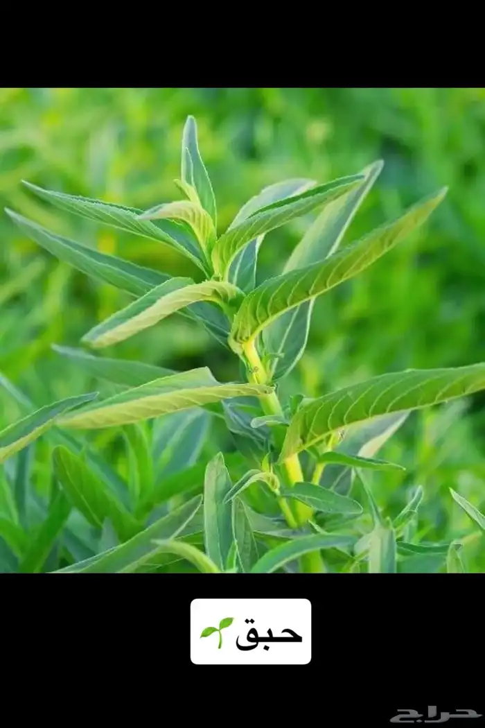 نعناع مديني وحبق ولمام وورد مديني   توريد يومي 1