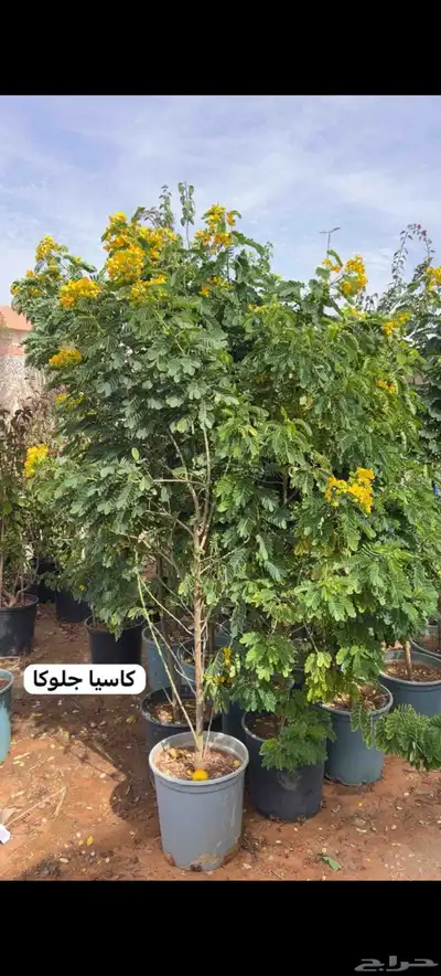 أشجار للبيع الرياض المزاحميه جو ديراب index