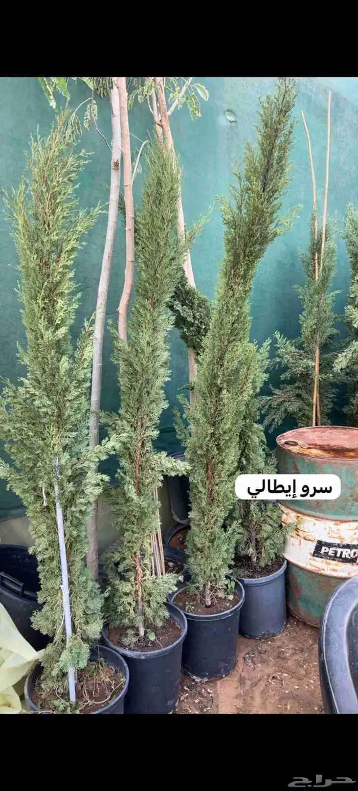 أشجار للبيع الرياض المزاحميه جو ديراب 6