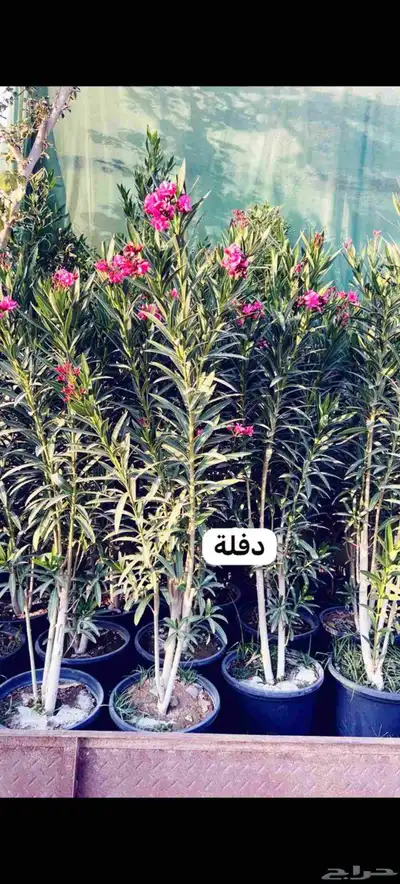 أشجار للبيع الرياض المزاحميه جو ديراب index