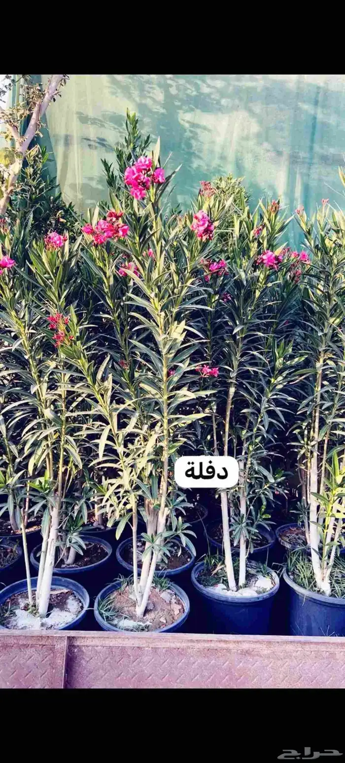 أشجار للبيع الرياض المزاحميه جو ديراب 7