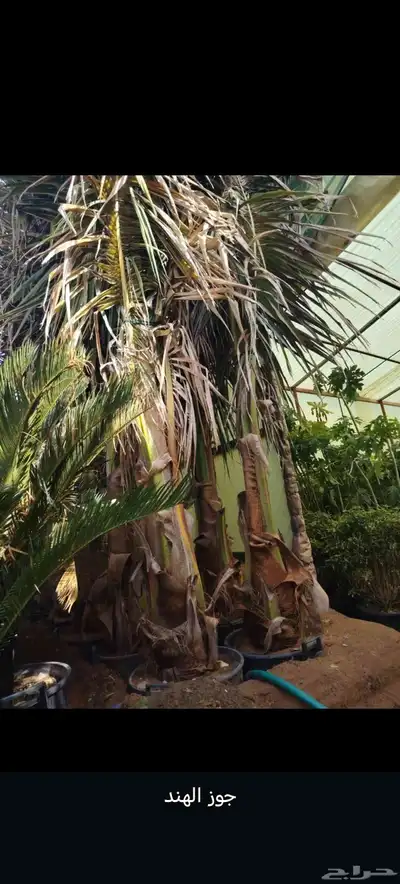 أشجار للبيع الرياض المزاحميه جو ديراب index