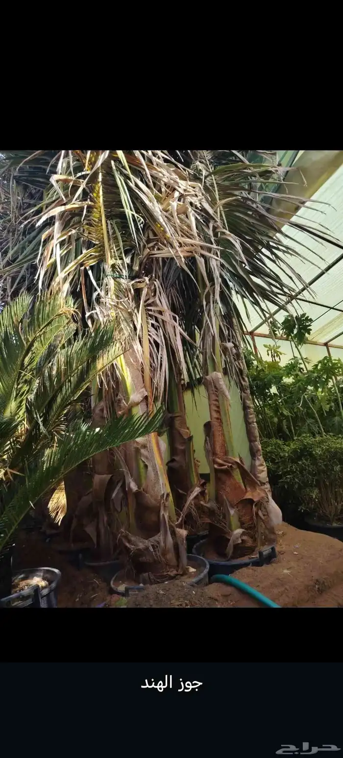 أشجار للبيع الرياض المزاحميه جو ديراب 8