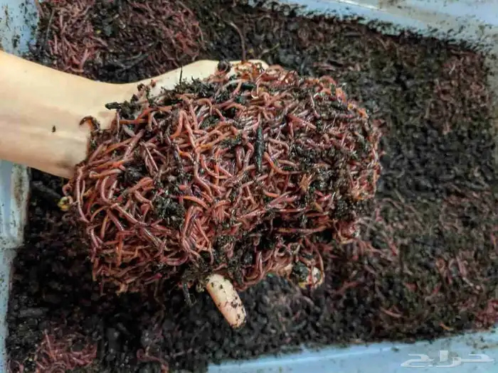 دودة الارض 0