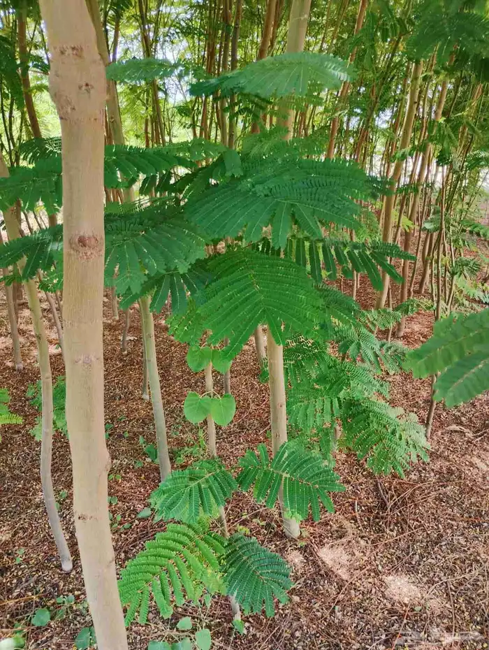 مشتل التحسين الزراعى بيع بسعر الجملة 2