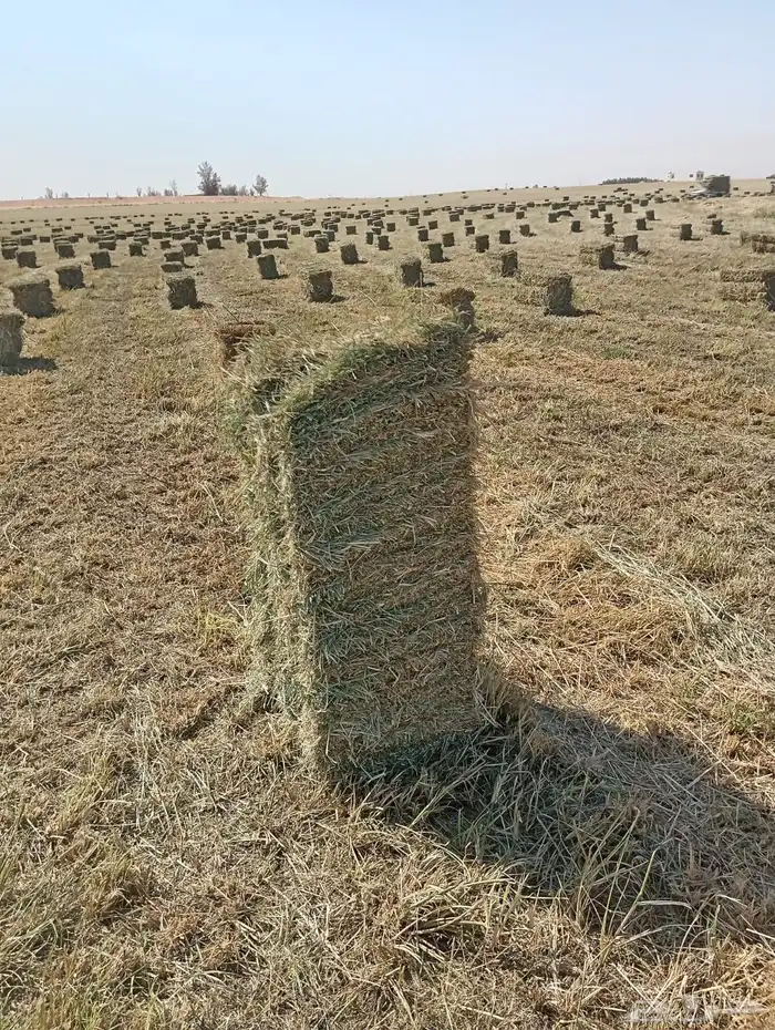 رودس ناعم شد ووزن 1