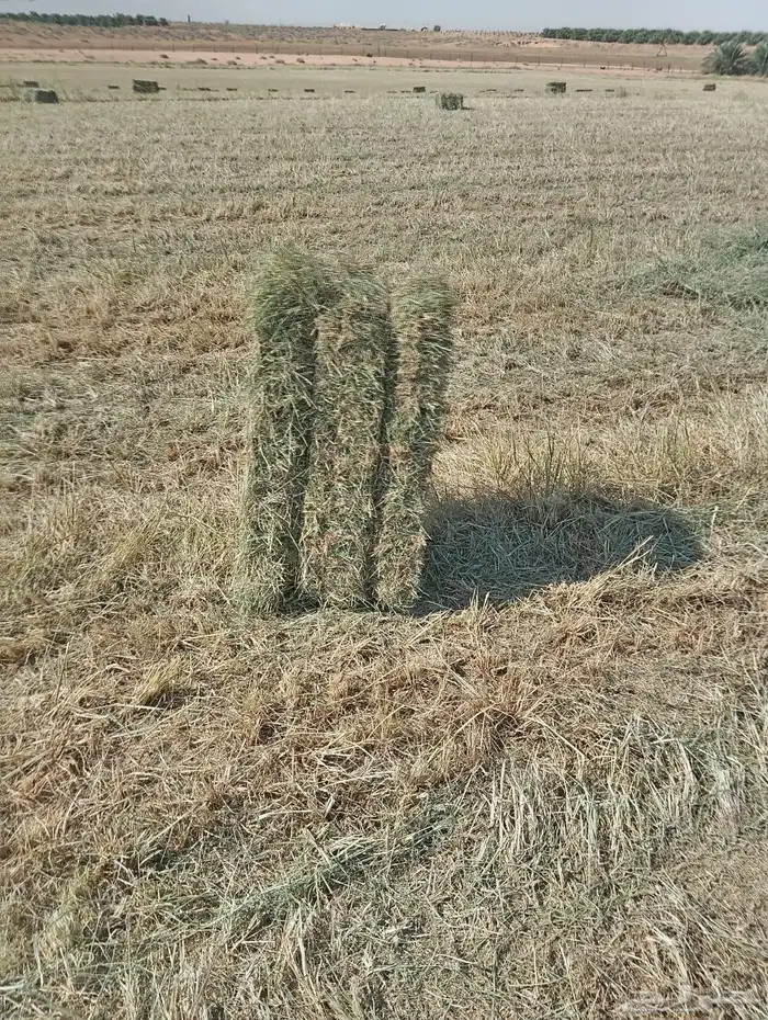 رودس ناعم شد ووزن 0