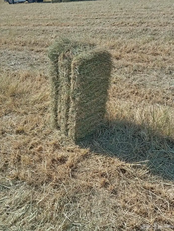 رودس ناعم شد ووزن 2