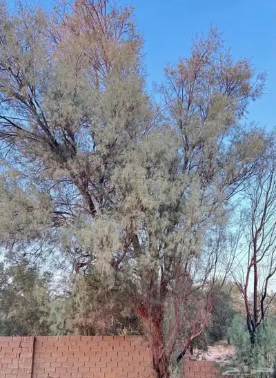 أثل للبيع قص غرس أشجار كميه كبيره وتقدر تستخدمه حطب 0