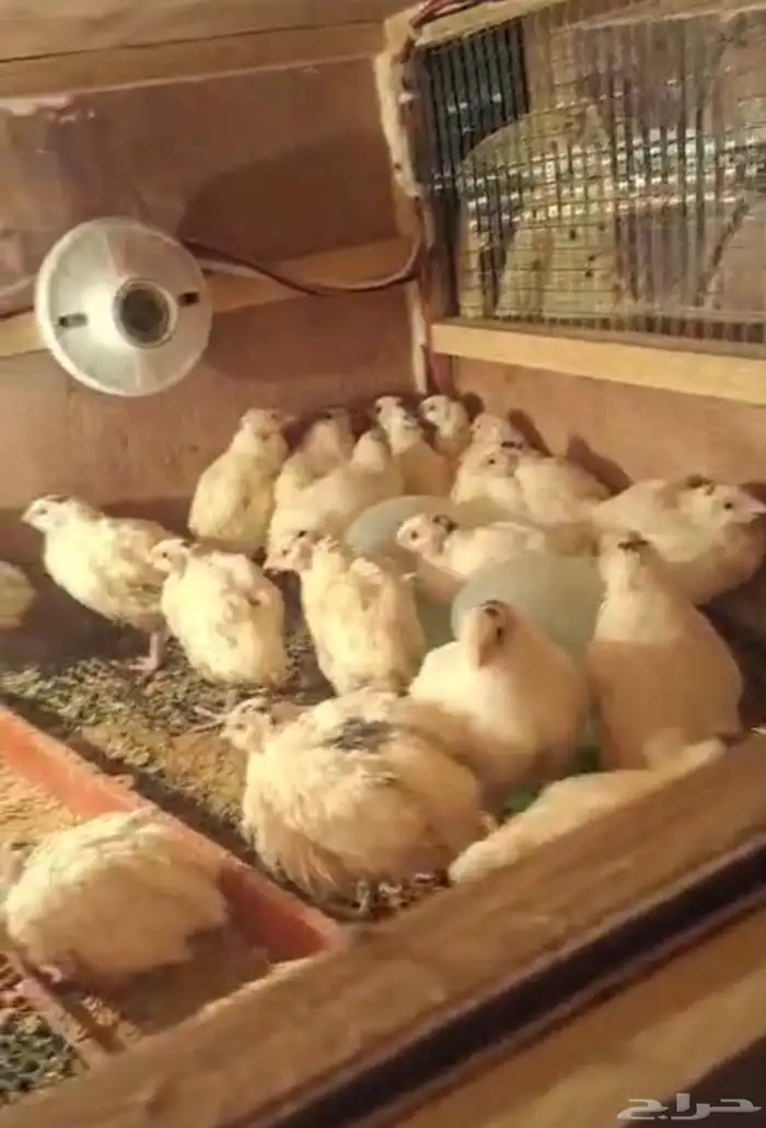 سمان تكساس 0