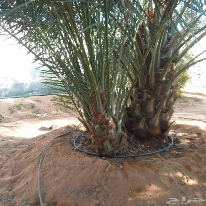 يوجد الدنيا نخل مجذر عجوه وفسايل اخلاص 2