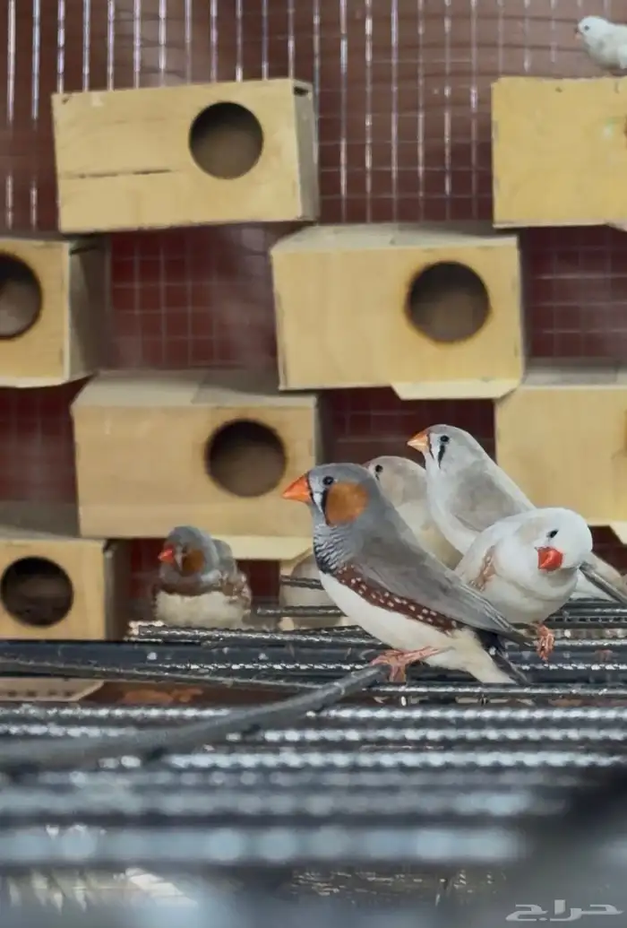 للبيع طيور زيبرا 100 جوز 0