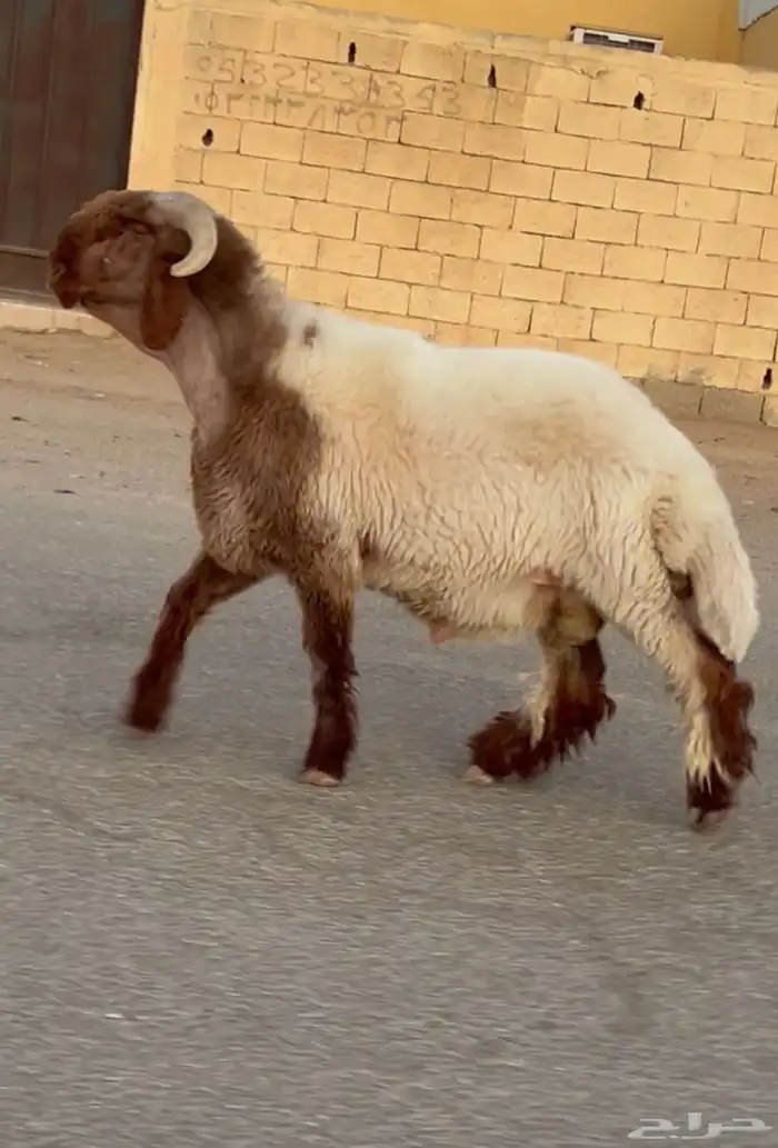 جدع نعيم صنف فاخر للبيع 2