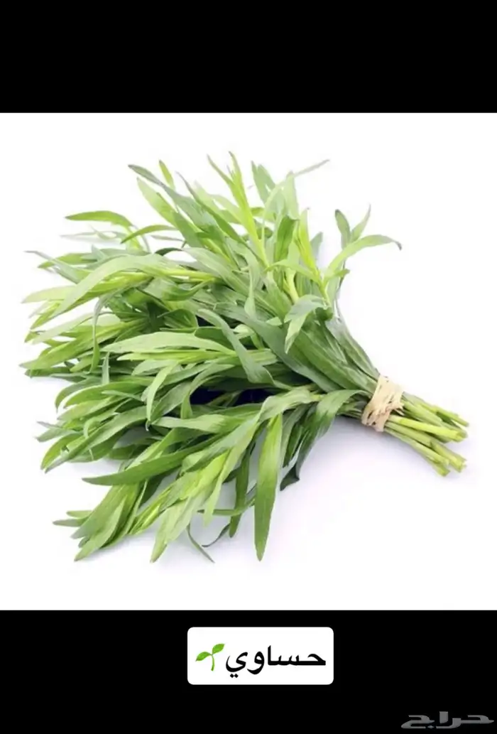 نعناع مديني وحبق ولمام وورد مديني   توريد يومي 0