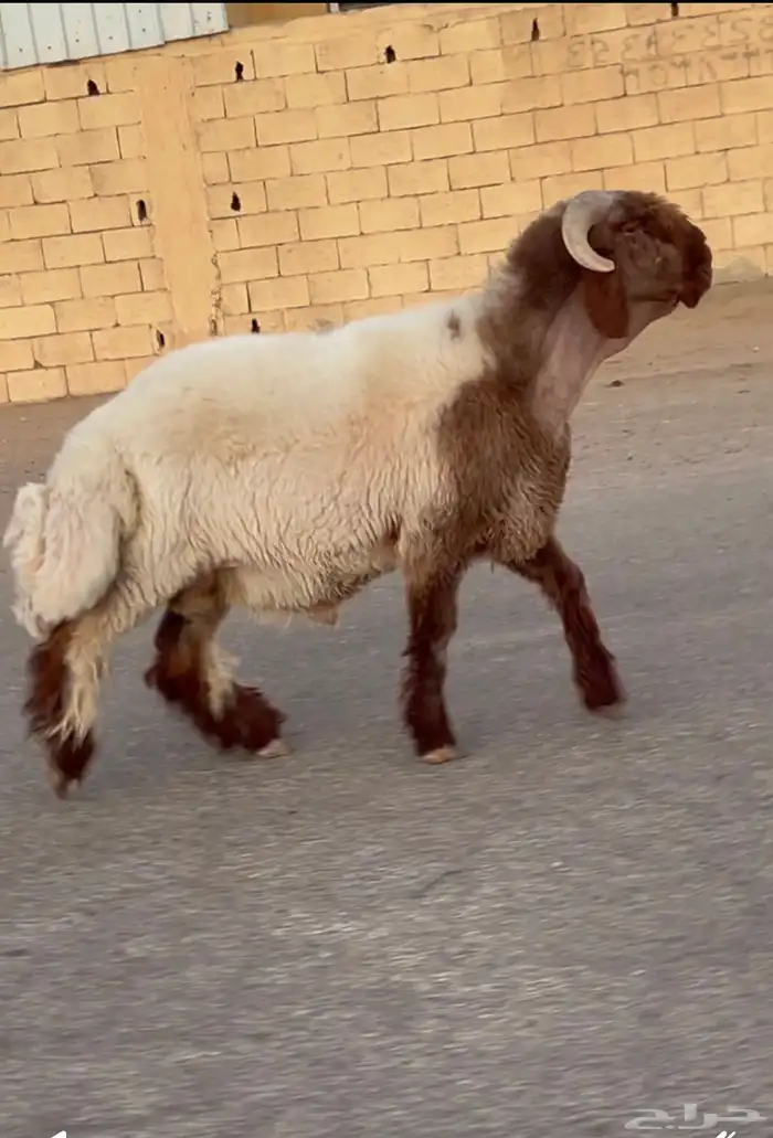 جدع نعيم صنف فاخر للبيع 3