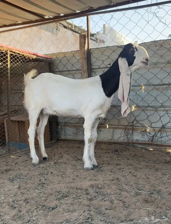 جفره مطوره 3