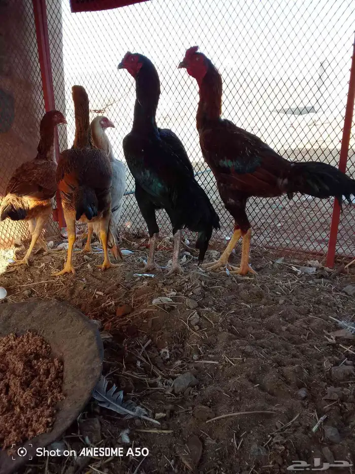 مراح كامل للبيع 1