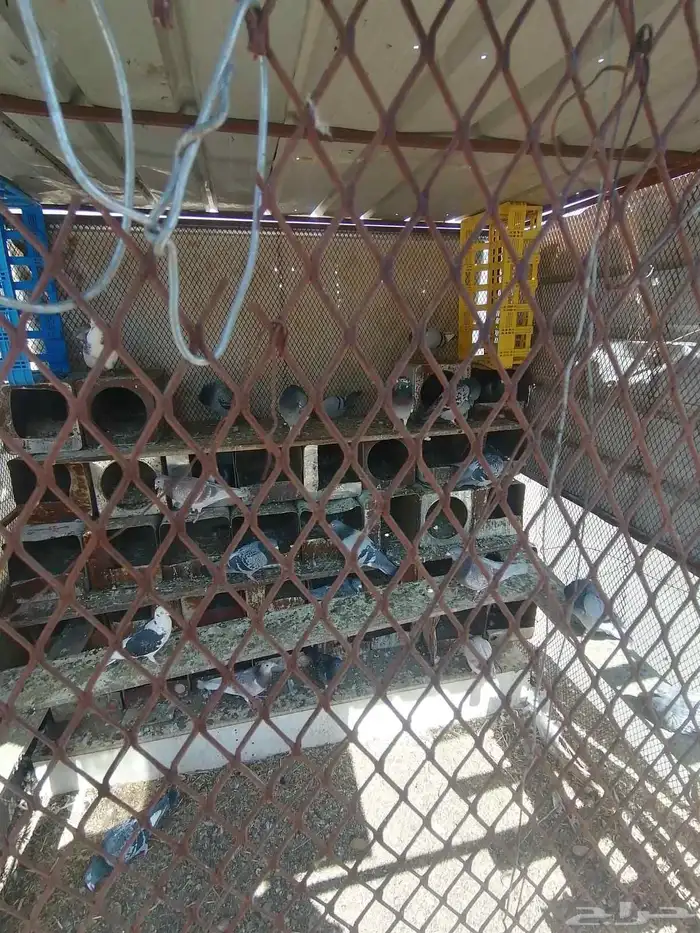 حمام زاحل مستوا كفو للابيع 2