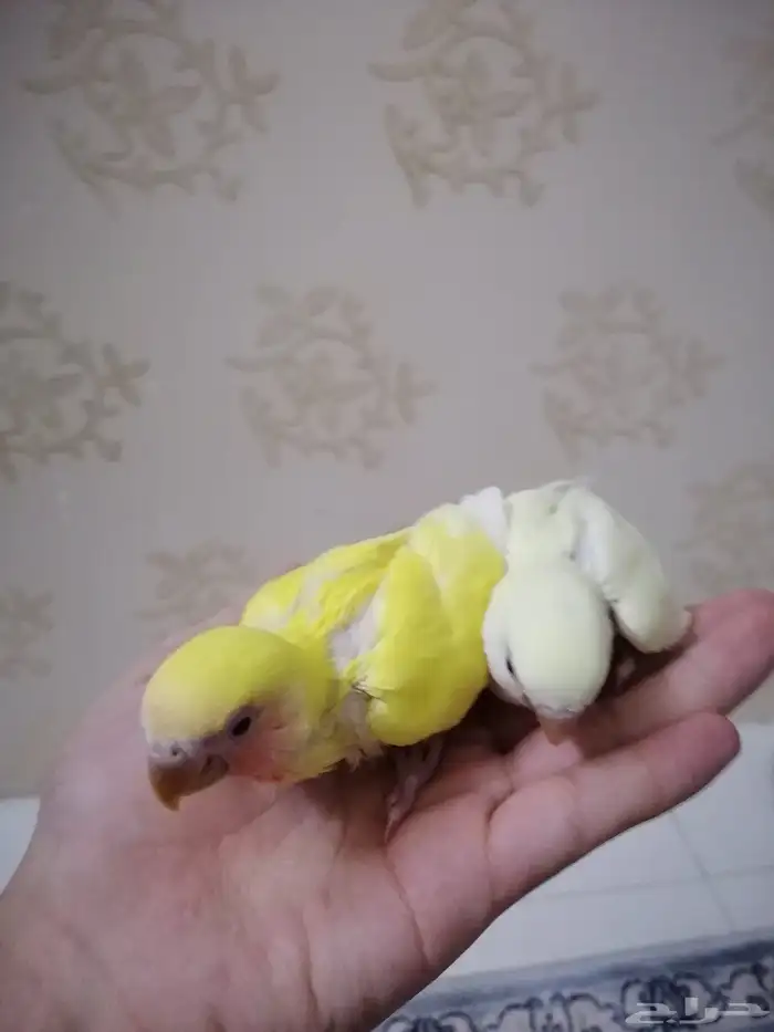 فرخين روز غر 2