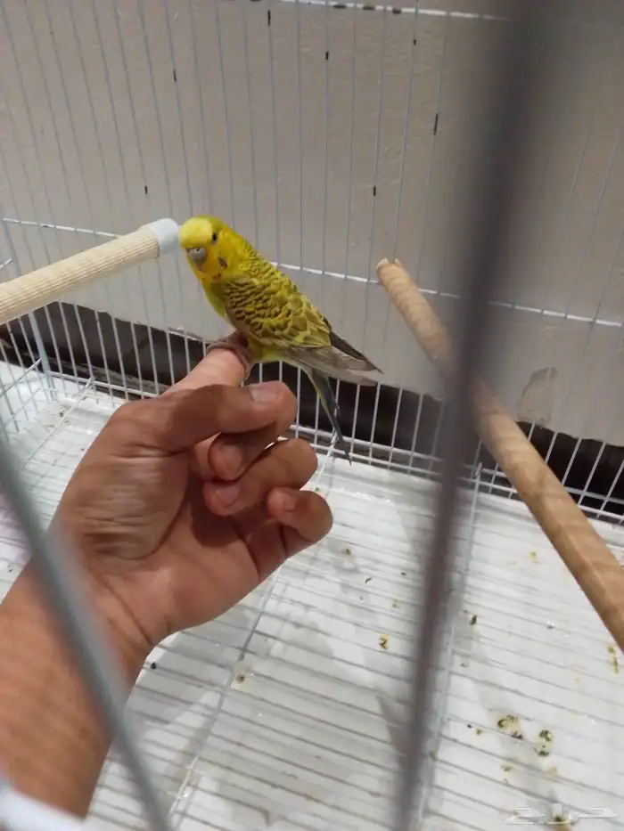 انثى بادجي 3