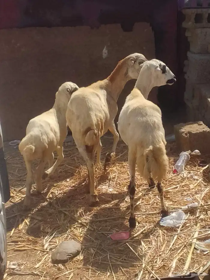 نعجه منتوج ونعجه قروب 1