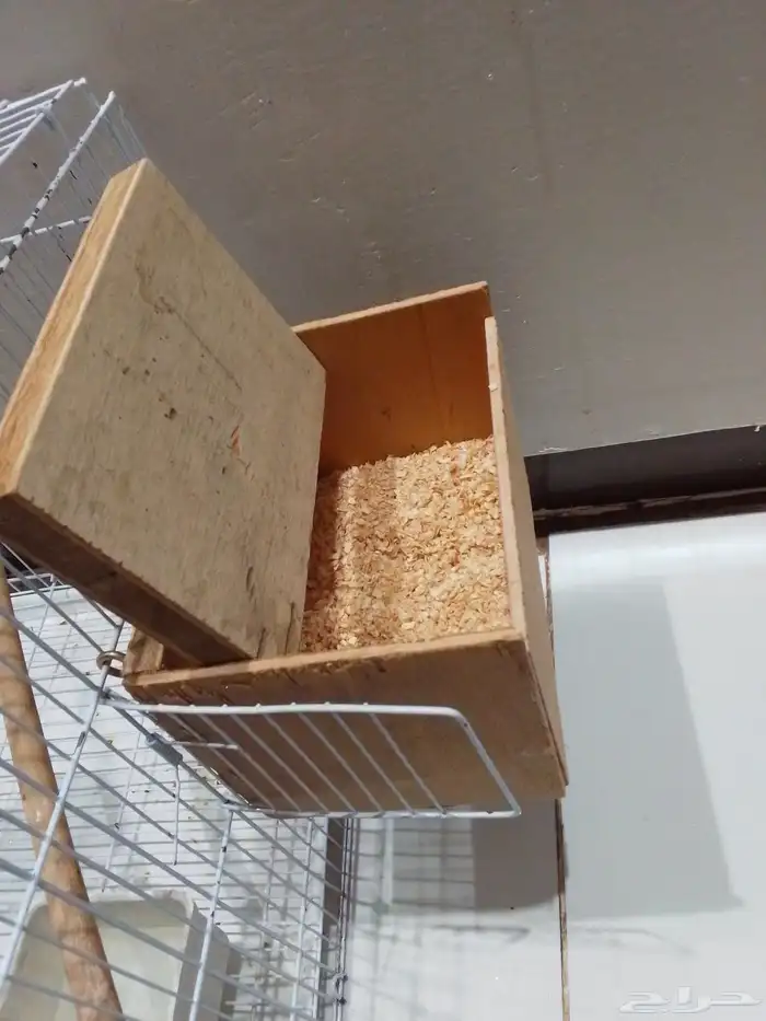 انثى بادجي 2