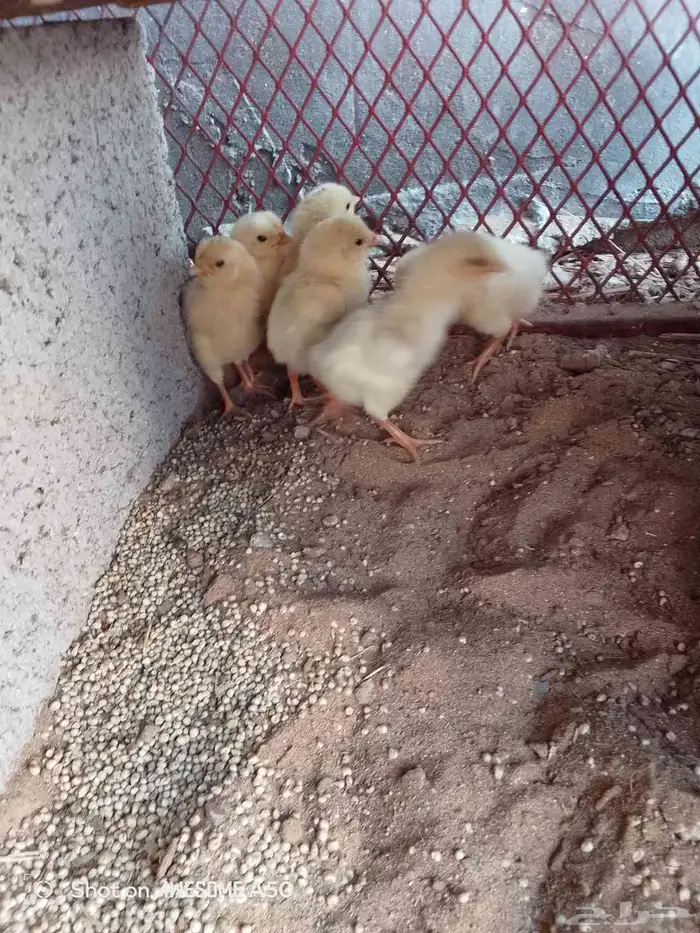 مراح كامل للبيع 0