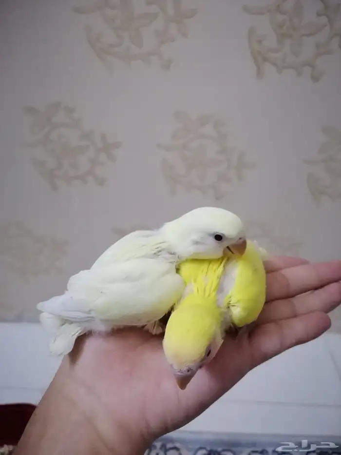 فرخين روز غر 0