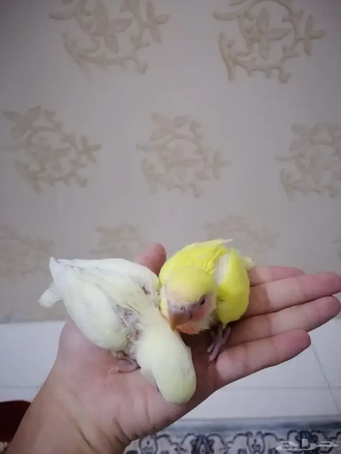 فرخين روز غر 3