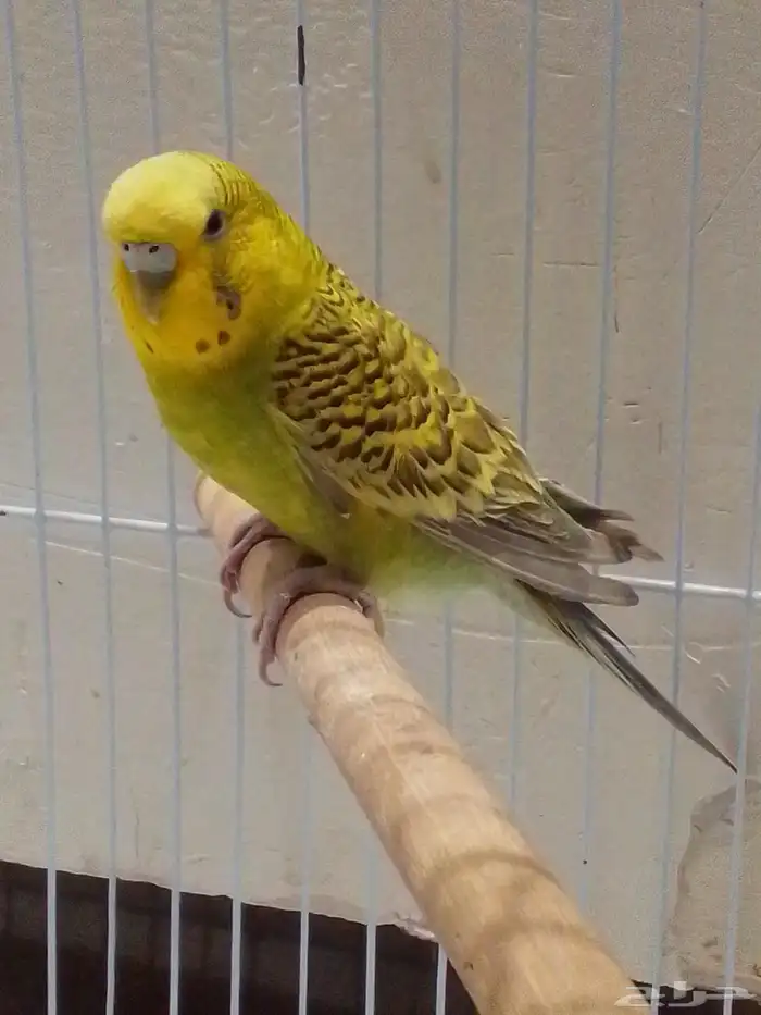 انثى بادجي 1