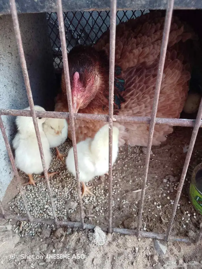 مراح كامل للبيع 2