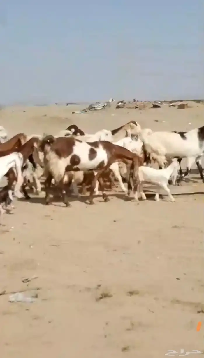 29 ماعز حجازيات يتبعها 13 بهم 3