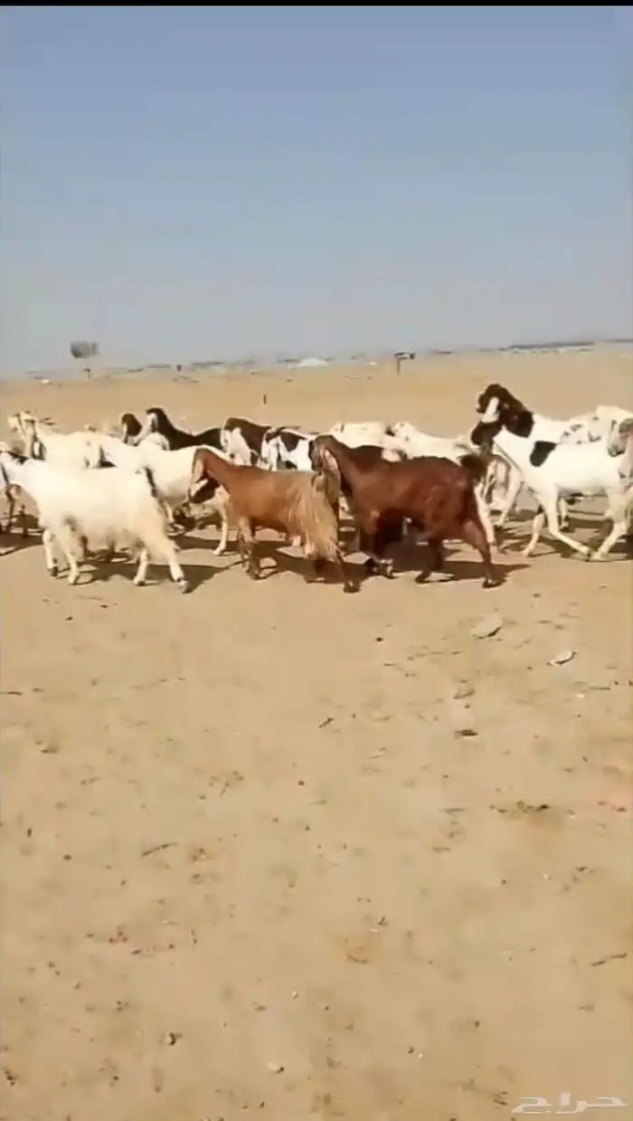 29 ماعز حجازيات يتبعها 13 بهم 6