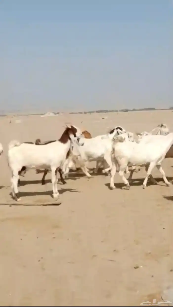 29 ماعز حجازيات يتبعها 13 بهم 0