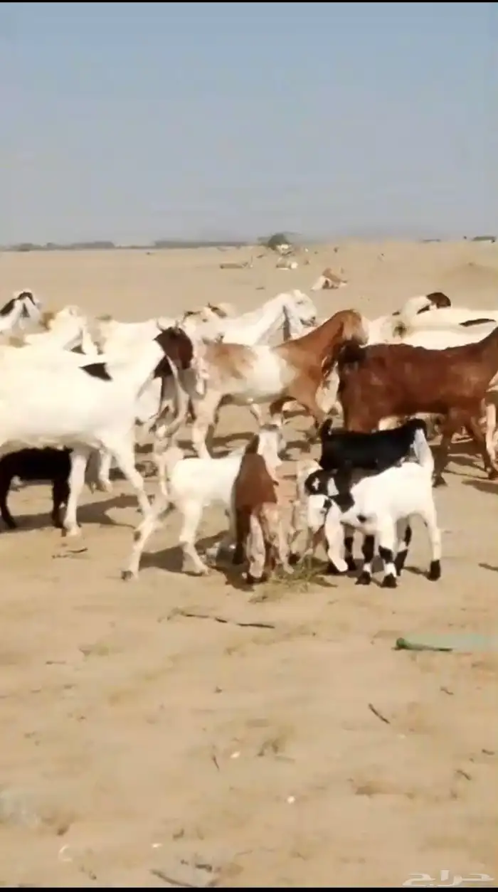 29 ماعز حجازيات يتبعها 13 بهم 1