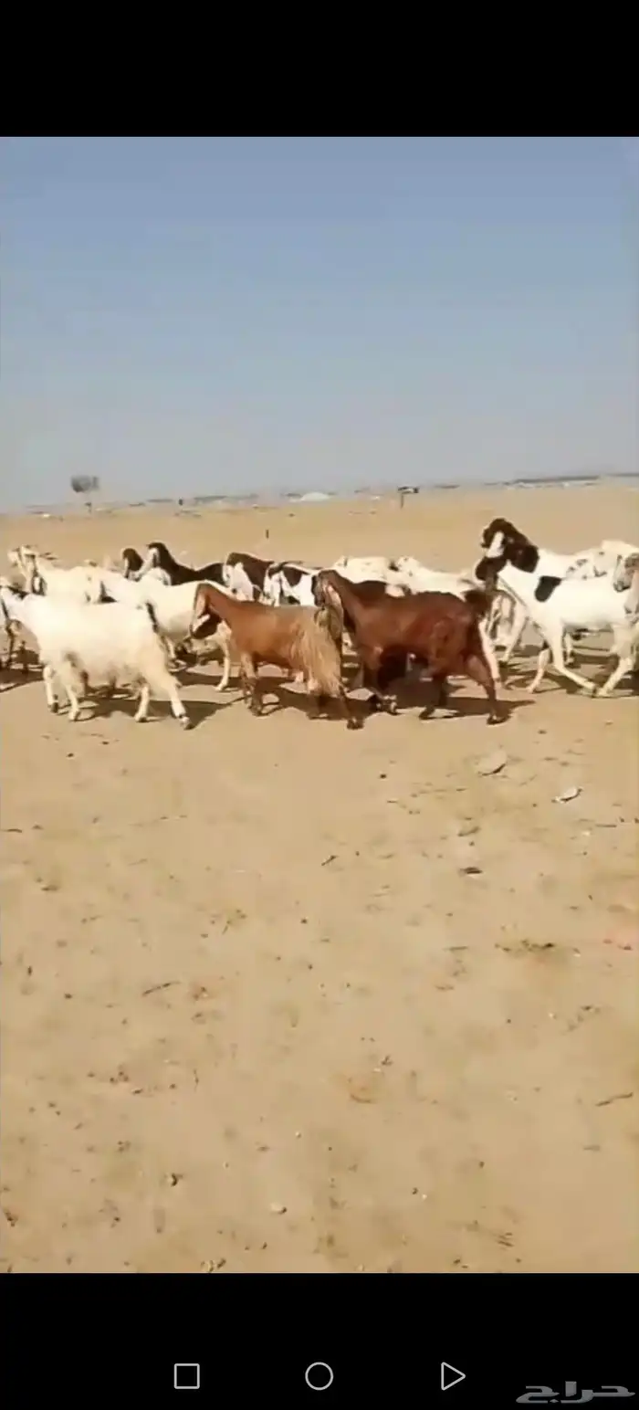 29 ماعز حجازيات يتبعها 13 بهم 5