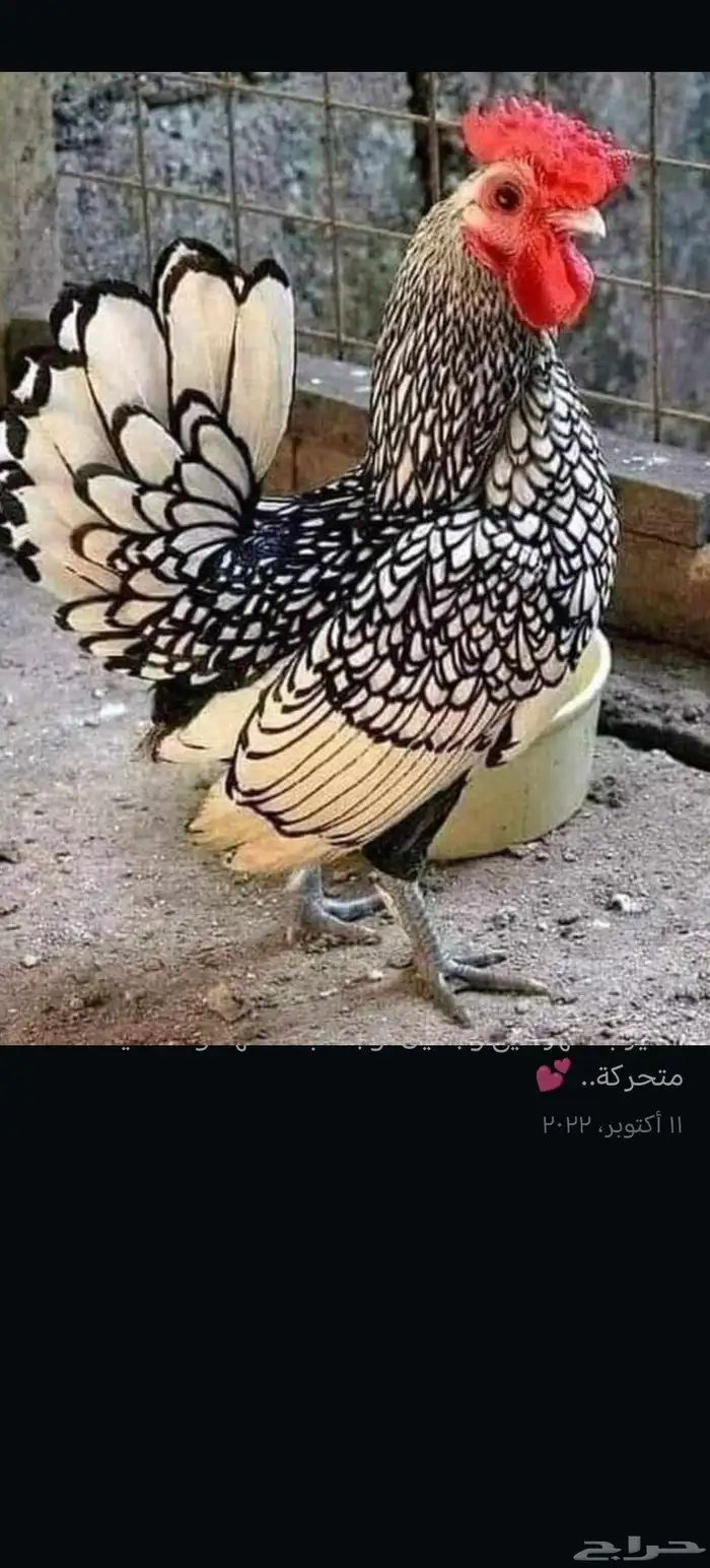 مطلوب سبرايت ليموني 0