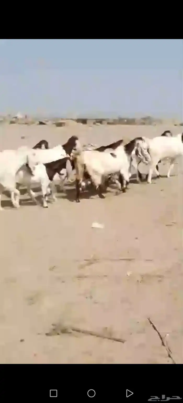 29 ماعز حجازيات يتبعها 13 بهم 4