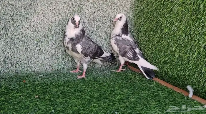 طبة صنعاوي 0